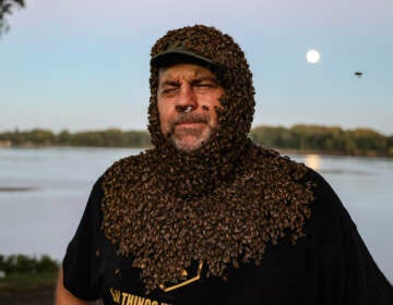 Don Shump poses with his head, neck, and upper torso covered in honey bees at the Philadelphia Honey Festival. (Kimberly Paynter/WHYY)