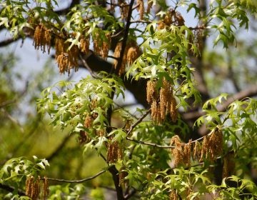 Oak tree pollen (Emma Lee/WHYY News) 