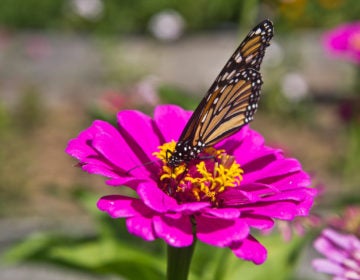 a butterfly on a flower