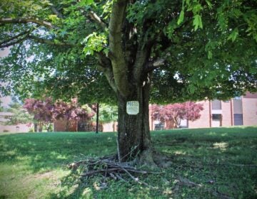 Tree on the park grounds