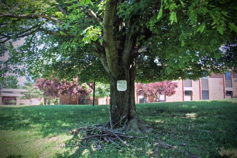 Tree on the park grounds