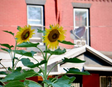 Sunflowers in a garden