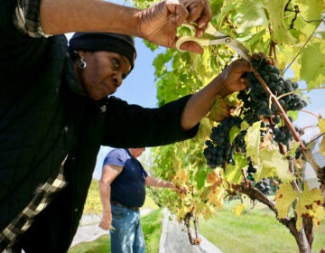 People harvesting grapes