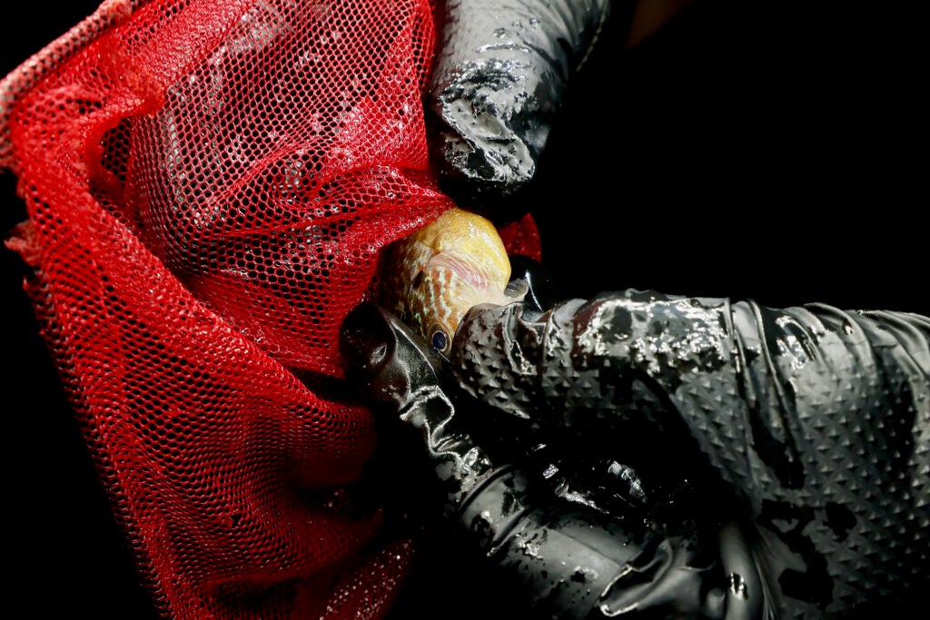 a pumpkinseed sunfish in a hand