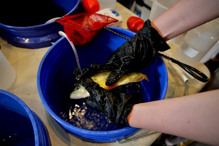 a yellow perch in a bucket