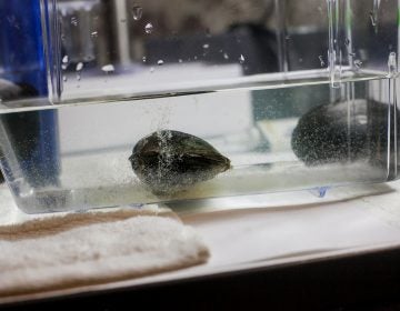 An Alewife Mussel expells its larva, known as Glochidia, which looks like a combination of air bubbles and cloudy milk. (Brad Larrison for WHYY)