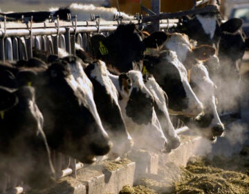 FILE - A line of Holstein dairy cows feed through a fence at a dairy farm in Idaho on March 11, 2009. As of April 11, 2024, a strain of the highly pathogenic avian influenza, or HPAI, that has killed millions of wild birds in recent years has been found in at least 24 dairy cow herds in eight U.S. states: Texas, Kansas, New Mexico, Ohio, Idaho, Michigan and North Carolina and South Dakota. (AP Photo/Charlie Litchfield, File)