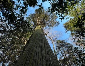 An Atlantic white cedar as seen from below