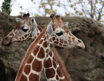 Bea is pictured at the Philadelphia Zoo with her herd mate.