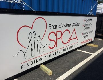 Brandywine Valley SPCA has shelters in West Chester, Pennsylvania, New Castle and Georgetown, Delaware. (Shirley Min/WHYY)