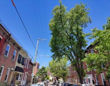 A Callery tree is seen on a Fishtown street.