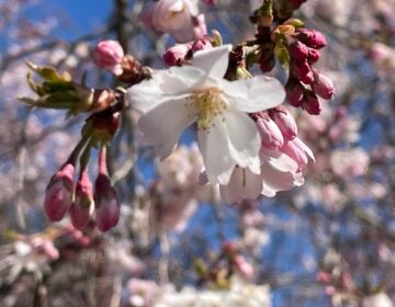 Cherry blossoms on a tree