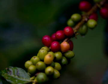 In this Oct. 10, 2018 photo, green and red coffee beans grow on a coffee plant at the organic farm of Simon Then in the coastal area of Carayaca on the outskirts of Caracas, Venezuela. (AP Photo/Fernando Llano)