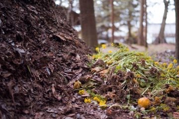 Compost