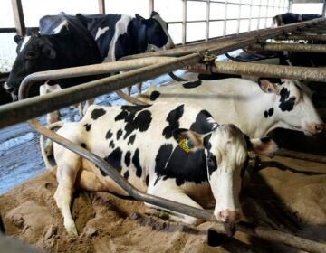 Cows in a barn