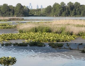 Philadelphia's skyline is visible above the Eastwick tree line.