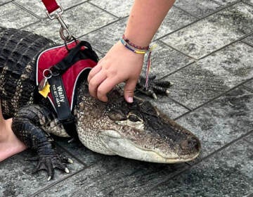 Wally the alligator receives a pet