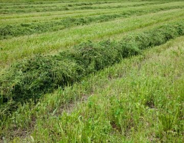 Background freshly cut grass. Field with green grass clippings in Summer. Horizontal Wallpaper With Copy Space