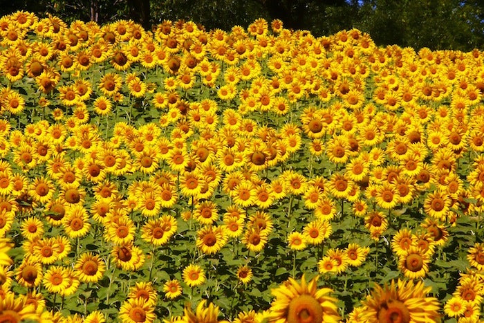 sunflowers