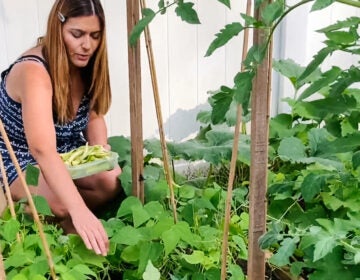 Teacher Mrs. Mylonas picking green beans in her backyard garden