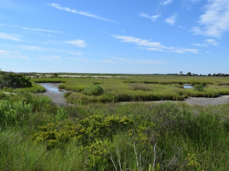 salt marshes at Milford Park Preserve