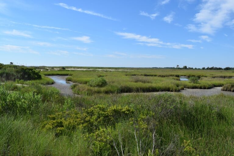 salt marshes at Milford Park Preserve