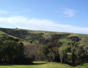 An expanse of land with trees