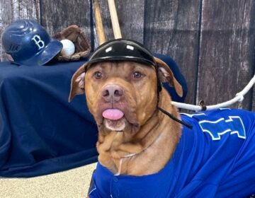 Rusty, a friendly 6-year-old Pit Bull terrier mix.