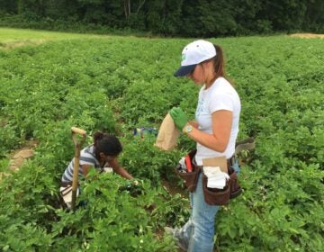 Researchers collecting plants in a field.