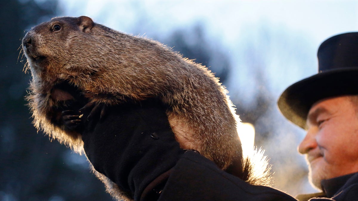  Groundhog Club co-handler John Griffiths holds Punxsutawney Phil during the annual celebration of Groundhog Day on Gobbler's Knob in Punxsutawney, Pa., Tuesday, Feb. 2, 2016. The handlers say the furry rodent has failed to see his shadow, meaning he's 