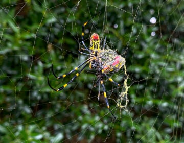 Joro Spider on a web