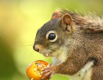 Science writer Bethany Brookshire has an enemy who lives in her backyard: a gray squirrel she named “Kevin.” In her new book, she says we can rethink our relationships with animals we call “pests” like squirrels, rats, pigeons, pythons and more. (Gael Dupont-langevin)