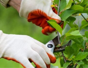 We are joined by some gardening experts ready to answer your questions.