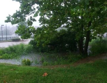 Rain garden