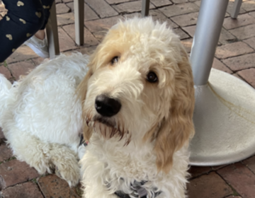 A dog named Cappuccino is seen sitting under a table