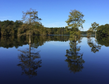 wetlands